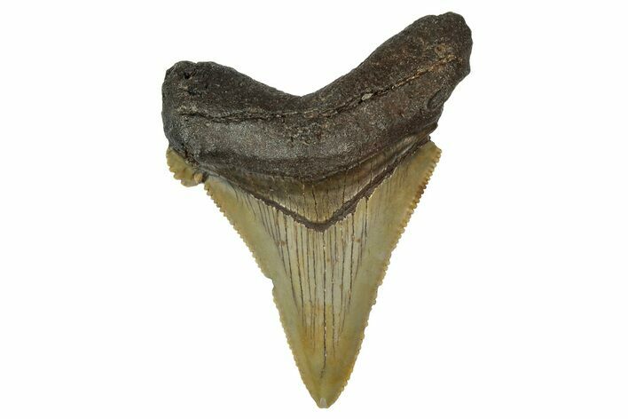 Serrated Angustidens Tooth - Megalodon Ancestor #340365